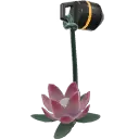 Lotus Çiçeği Uğuru Lotus Çiçeği Uğuru